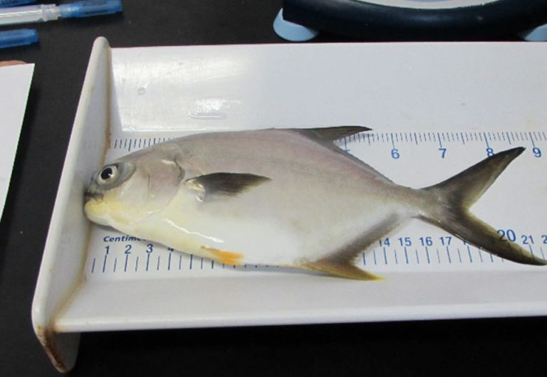 Article image for Evaluación del reemplazo dietético del aceite de pescado en el pámpano juvenil de Florida
