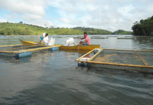 Aquaculture planning, development in Brazilian federal waters