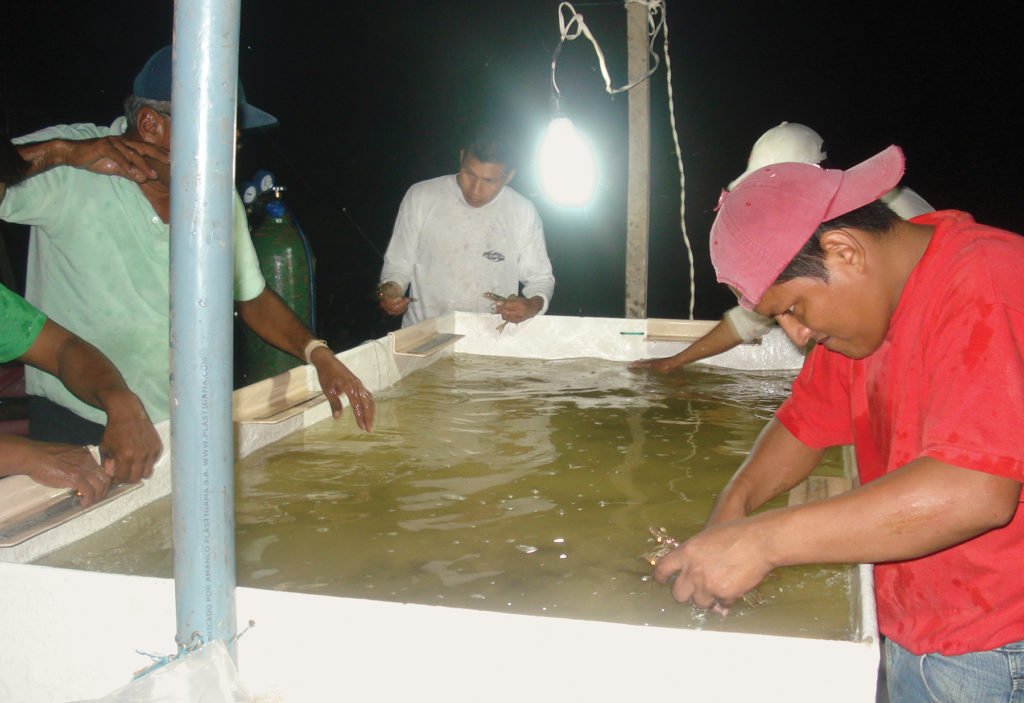 Article image for Non-SPF shrimp breeding in Ecuador
