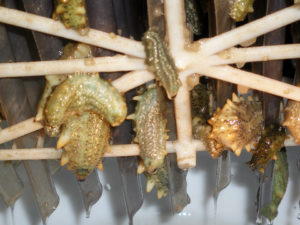 Probiotics improve nursery performance of juvenile sea cucumbers