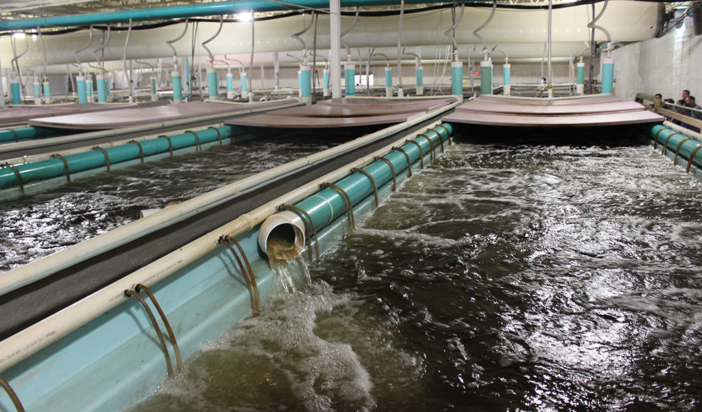 Article image for What to do with empty big box stores? Turn them into fish farms