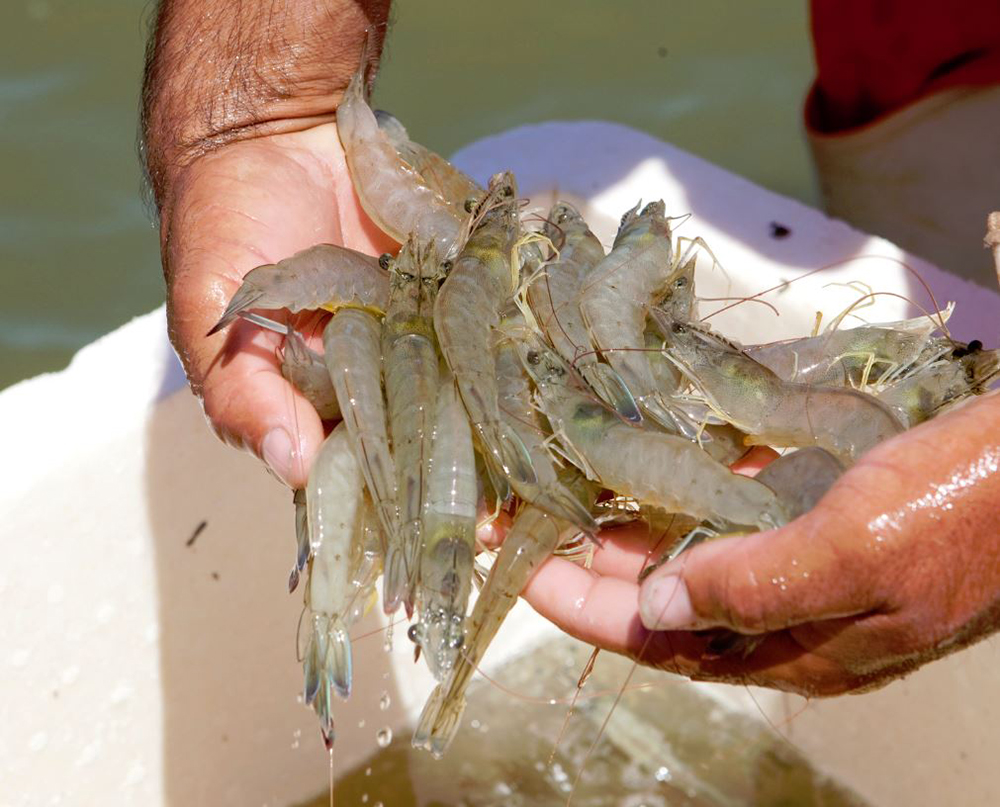 Article image for Lockwood: U.S. organic aquaculture standards need urgent action
