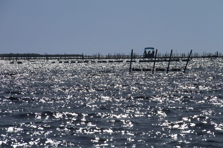 Article image for Hatching a plan for Florida oyster farming