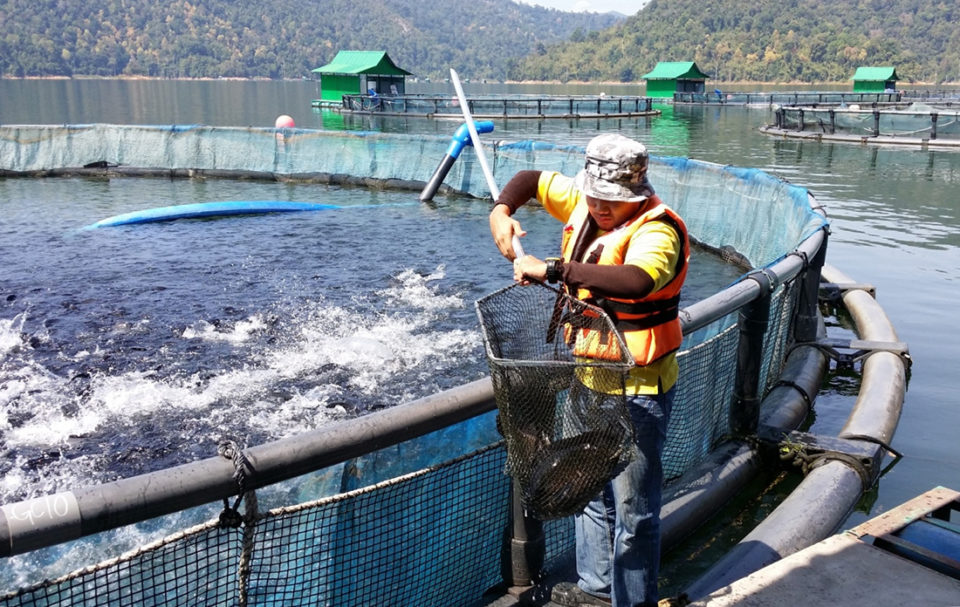 Los alimentos comerciales de tilapia incorporados con una combinación de prototipos de ácidos orgánicos dieron como resultado un uso significativamente reducido de antibióticos nocivos para tratar infecciones por Streptococcus en condiciones comerciales de cultivo en jaulas.