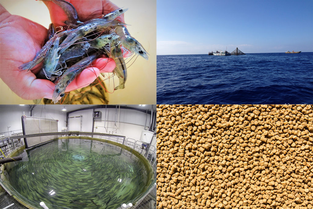 Article image for Aquaculture is winning, Rabobank analyst explains