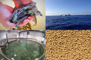 Aquaculture is winning, Rabobank analyst explains