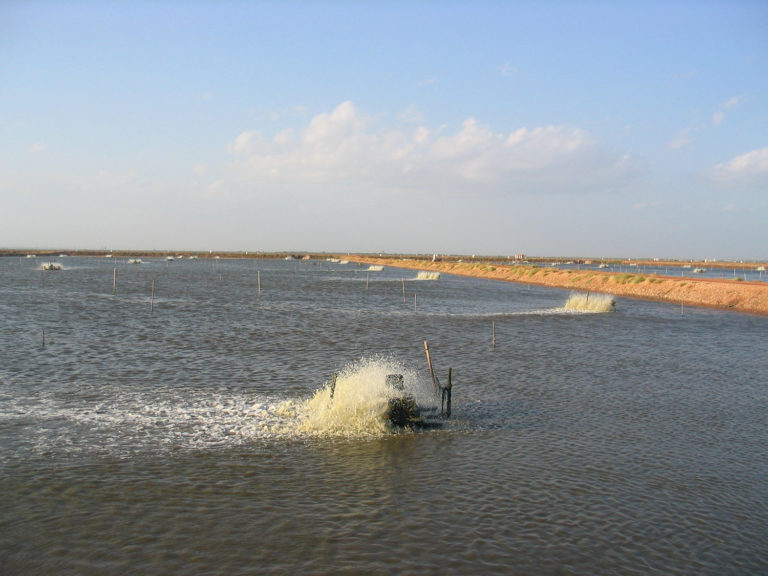 Article image for Why water mixing and movement is key in aquaculture systems