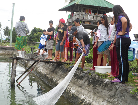 Article image for Mixed feeding schedules benefit growth of Pacific shrimp