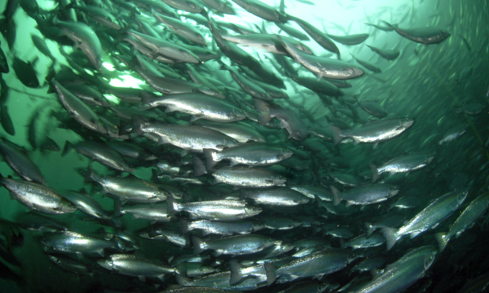 Article image for Norwegian land-based salmon farmer finds Maine open for business