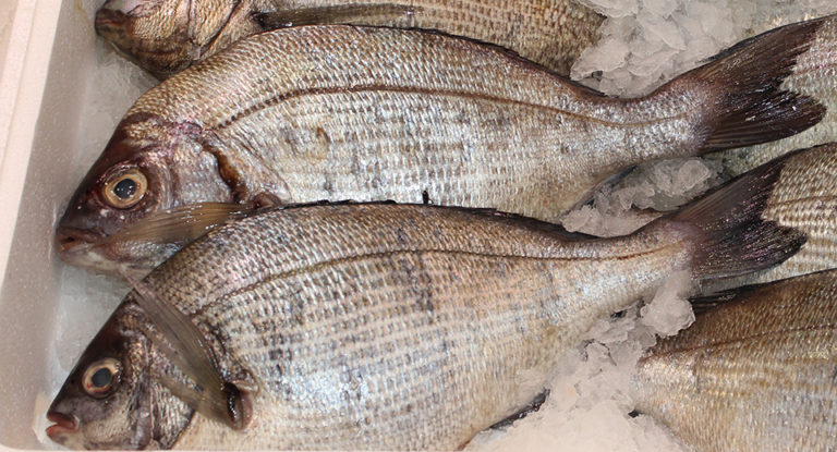 Article image for Sea bream price integration along value chain in Spain