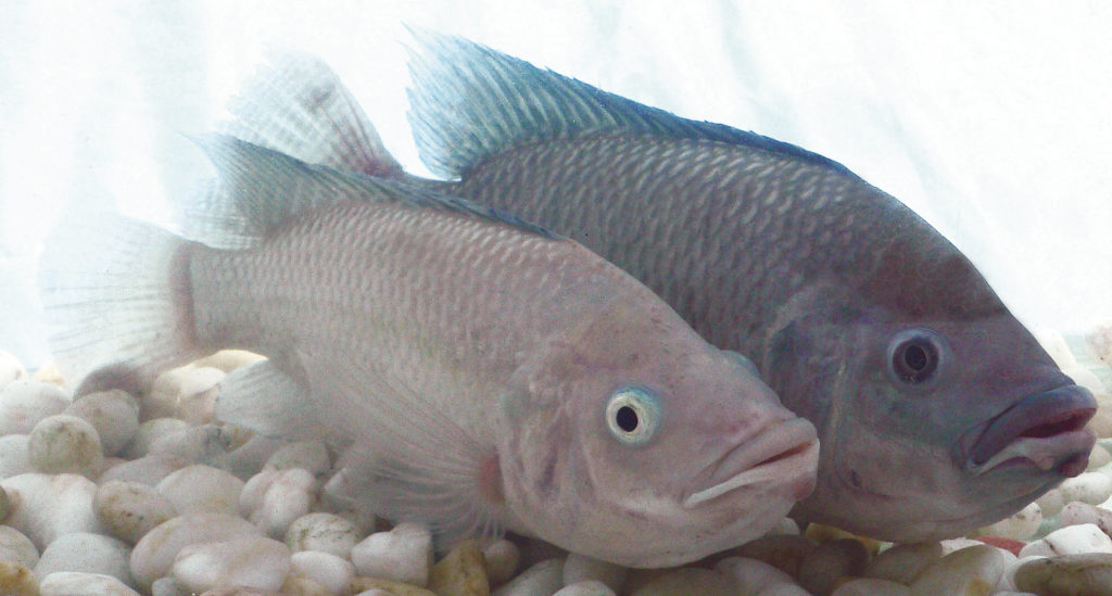 Article image for Hybrid tilapia outperform purebreds in seawater study