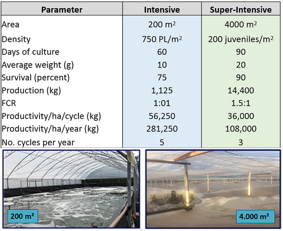 Fig. 7: Intensive and super intensive performance in some Brazilian shrimp farms.