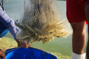 Brazilian shrimp farmers eye new horizons