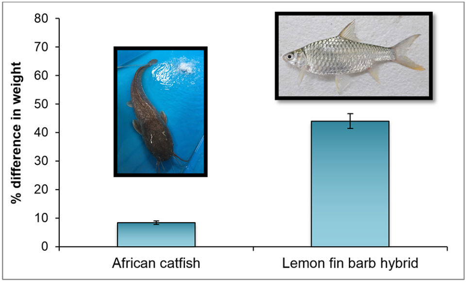 Percentage increase in final weight of African catfish and lemon fin barb hybrids when cultured with biofloc technology versus a clear water recirculating system.