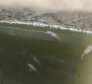 especies de peces carnívoros