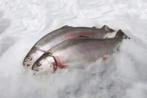 Developments in closed-containment technologies for salmonids, part 1