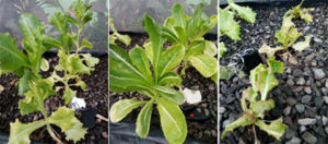 experimental aquaponics