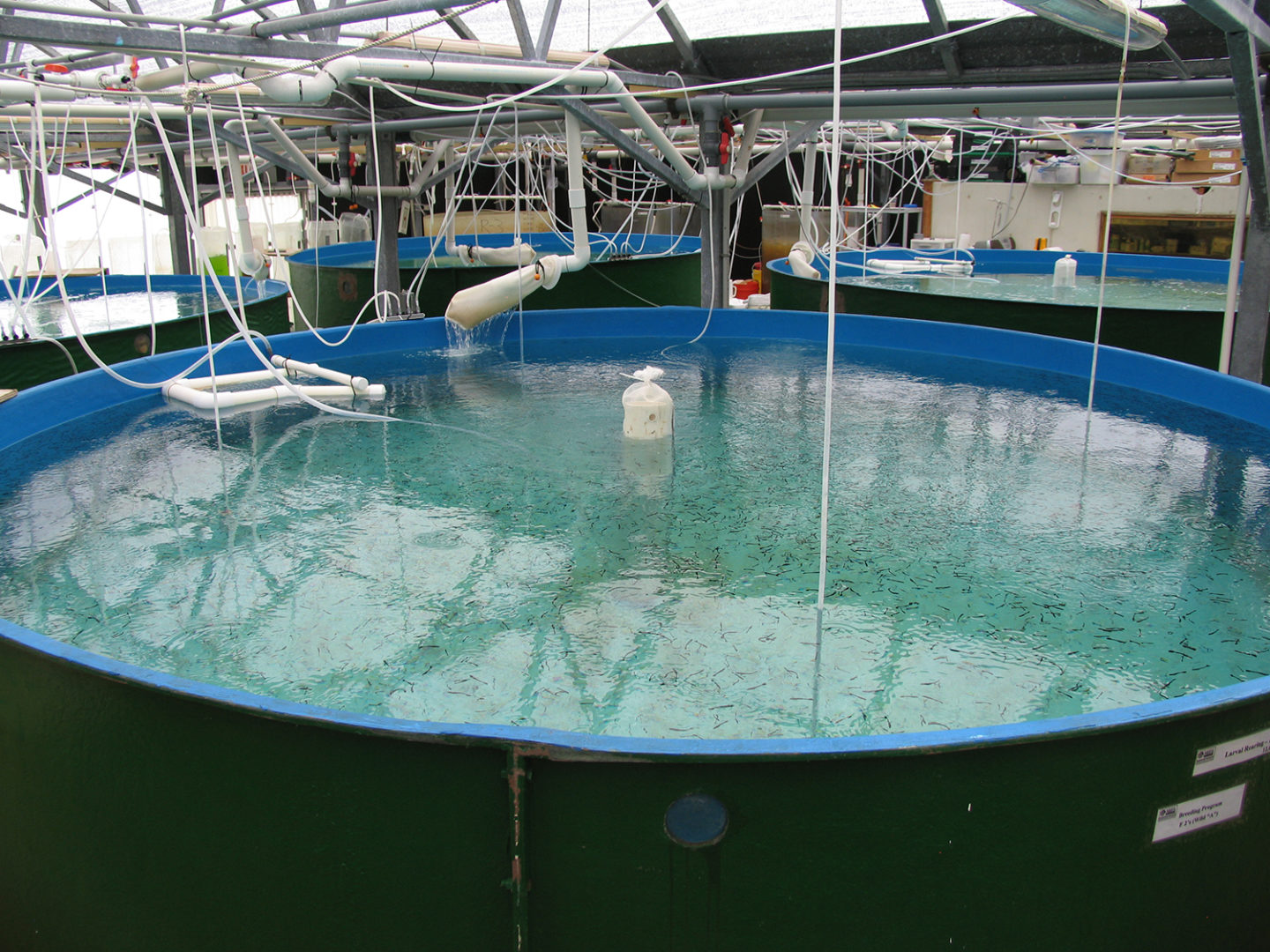 La tecnología de criadero de peces marinos tropicales y subtropicales
