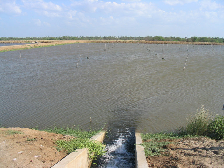 Article image for Revisando el desequilibrio iónico en el cultivo de camarón a baja salinidad