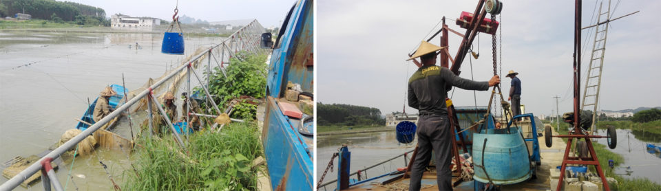 Pond-side tilapia harvest and loading for transport.