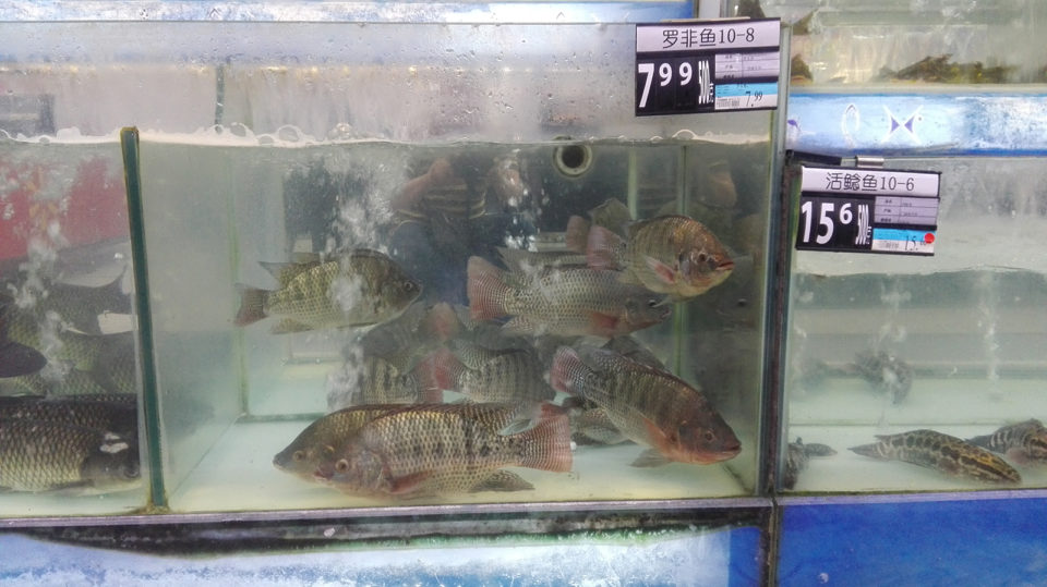 Live tilapia sold in a supermarket