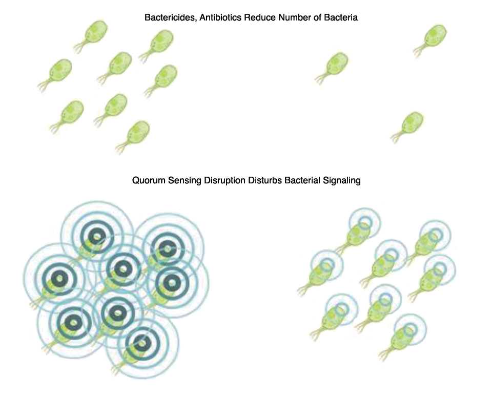 Article image for Feed additives based on quorum sensing disruption could aid fight against EMS