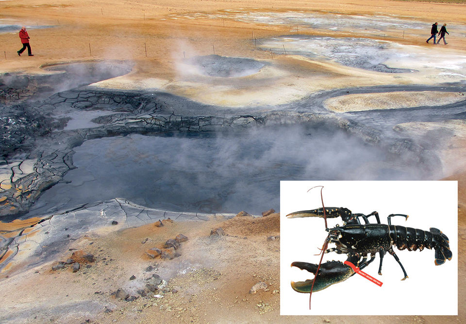 Article image for Pilot lobster production facility in Iceland used geothermal groundwater