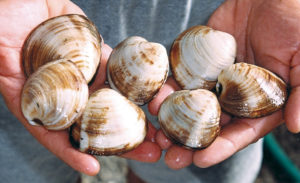 Temperature affects quality, safety of quahog clams