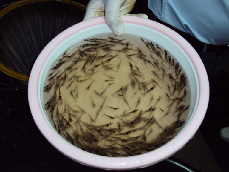 Article image for Assessment of supplemental Bacillus probiotics in whiteleg shrimp juveniles
