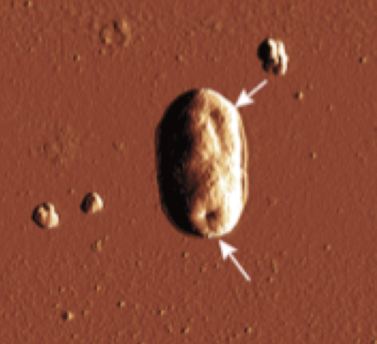 Article image for Development of 1-monoglycerides against AHPND