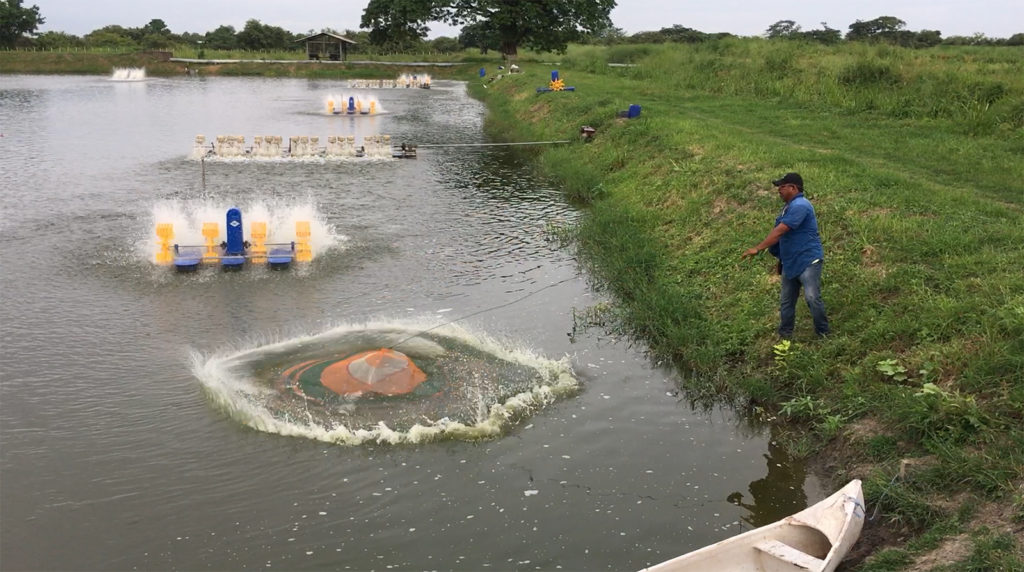 Article image for Ongoing production issues in shrimp farming, part 1