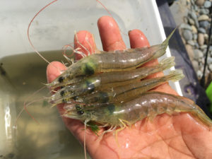 Updates on shrimp diseases AHPND, NHP at Aquaculture America 2018