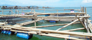 Low volume, high density: Milkfish demonstration project