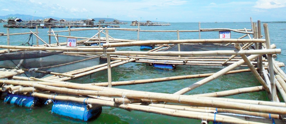 Article image for Low volume, high density: Milkfish demonstration project