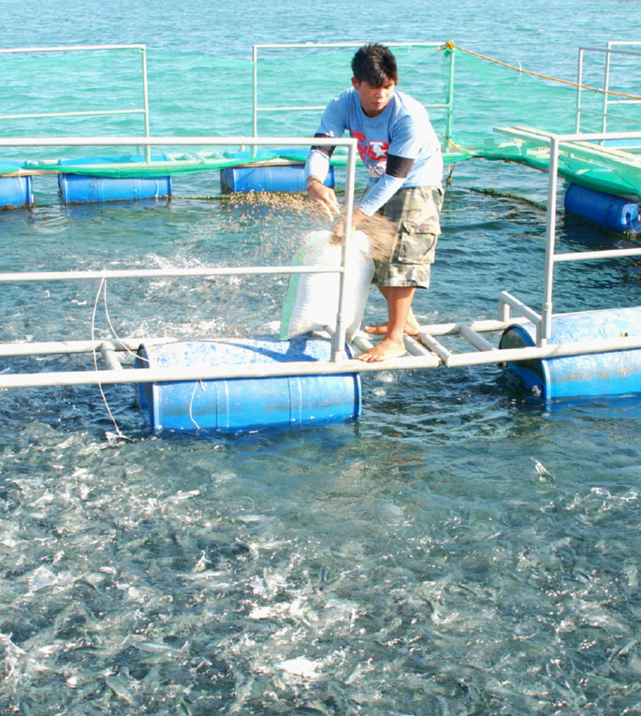 Article image for Strategies for reducing feed costs in small-scale aquaculture