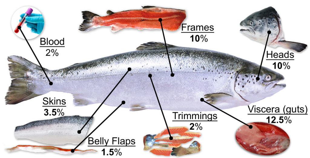 Article image for It takes guts to advance sustainability in aquaculture