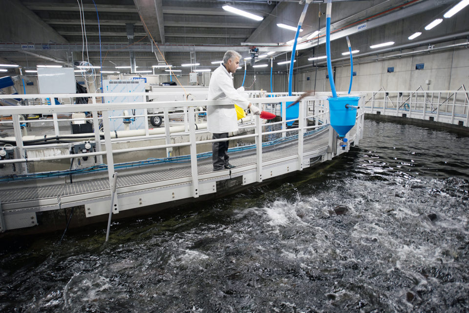 Swiss Alpine Fish