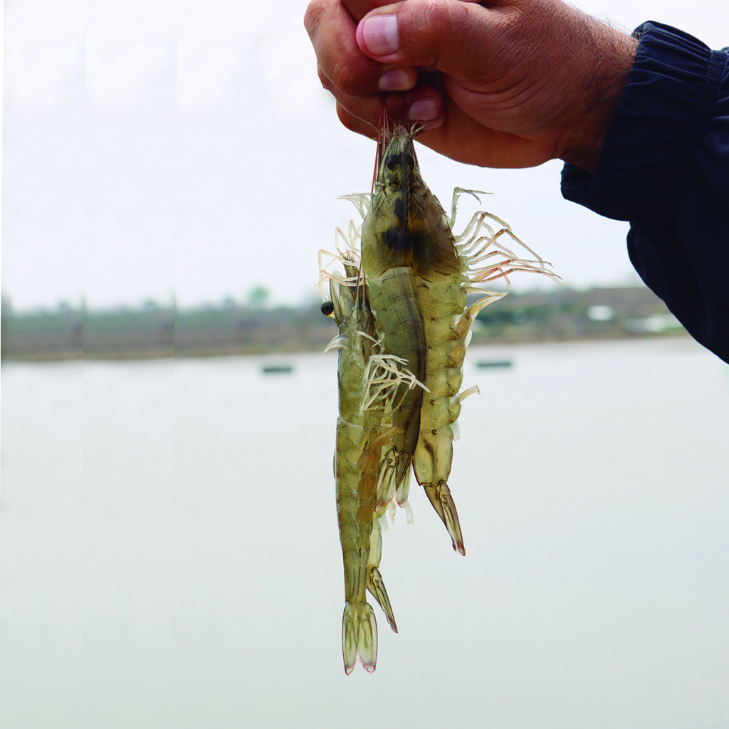 Article image for Natural strategies to improve growth and health of farmed shrimp