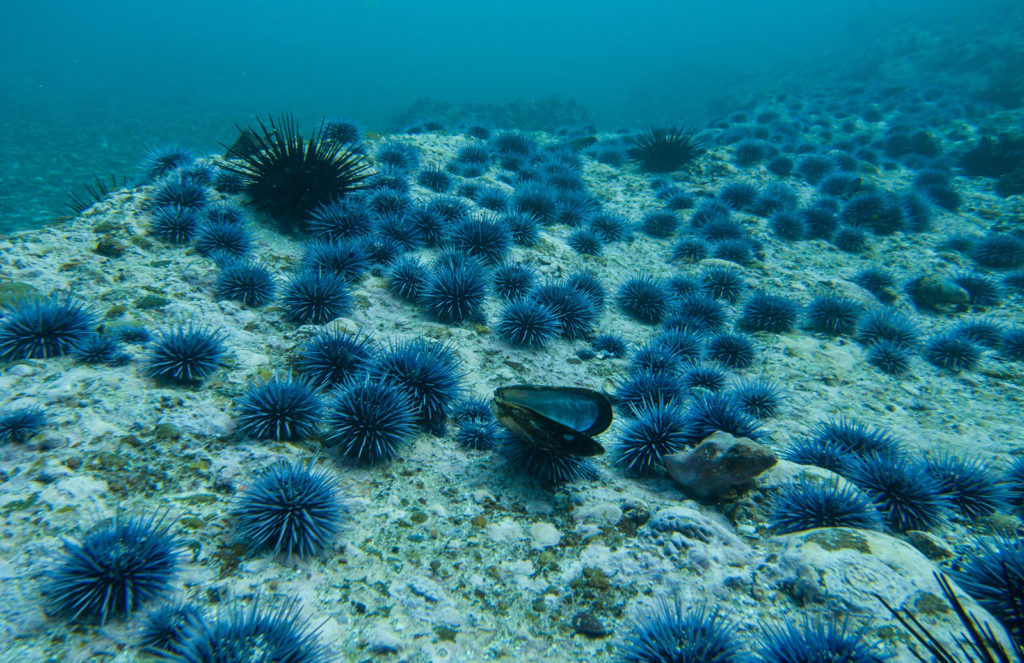 Article image for Can ranching ‘zombie urchins’ boost uni, save kelp forests?