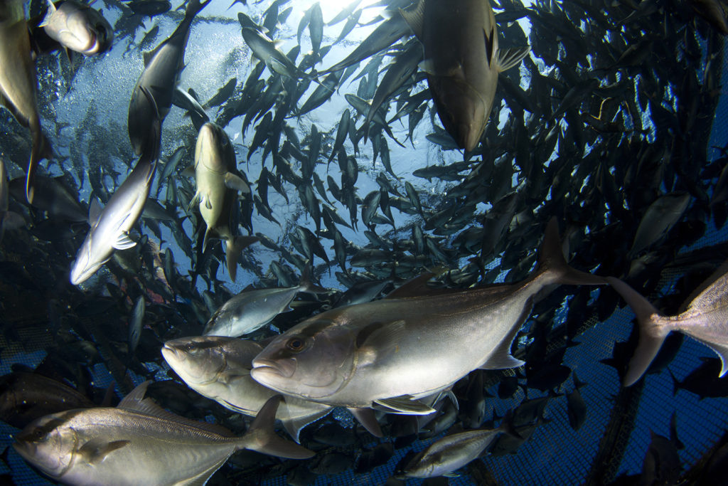 Article image for The keys to making land-based and offshore aquaculture work? Scale, scale, scale