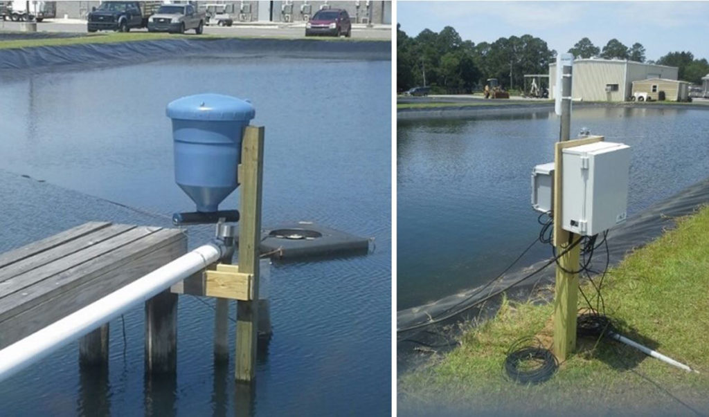 Article image for Automated feeding systems in pond production of Pacific white shrimp