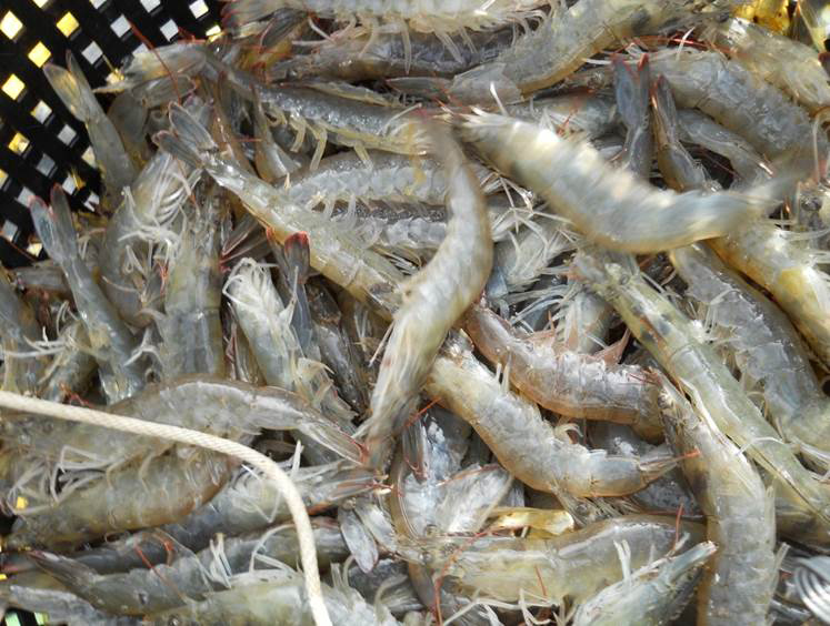 Article image for Economic analyses project rising returns for intensive biofloc shrimp systems