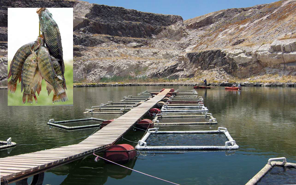 Article image for Namibia project raises tilapia in former mine