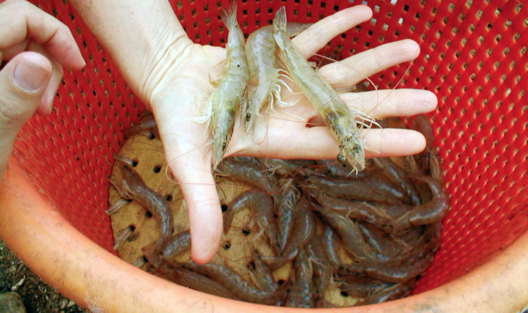 Article image for The value of aquaculture certification