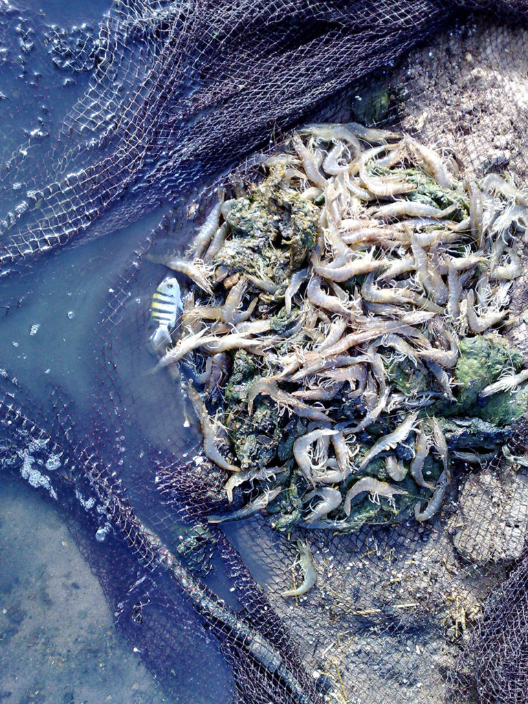 Article image for Examining domestication of green tiger shrimp in Egypt