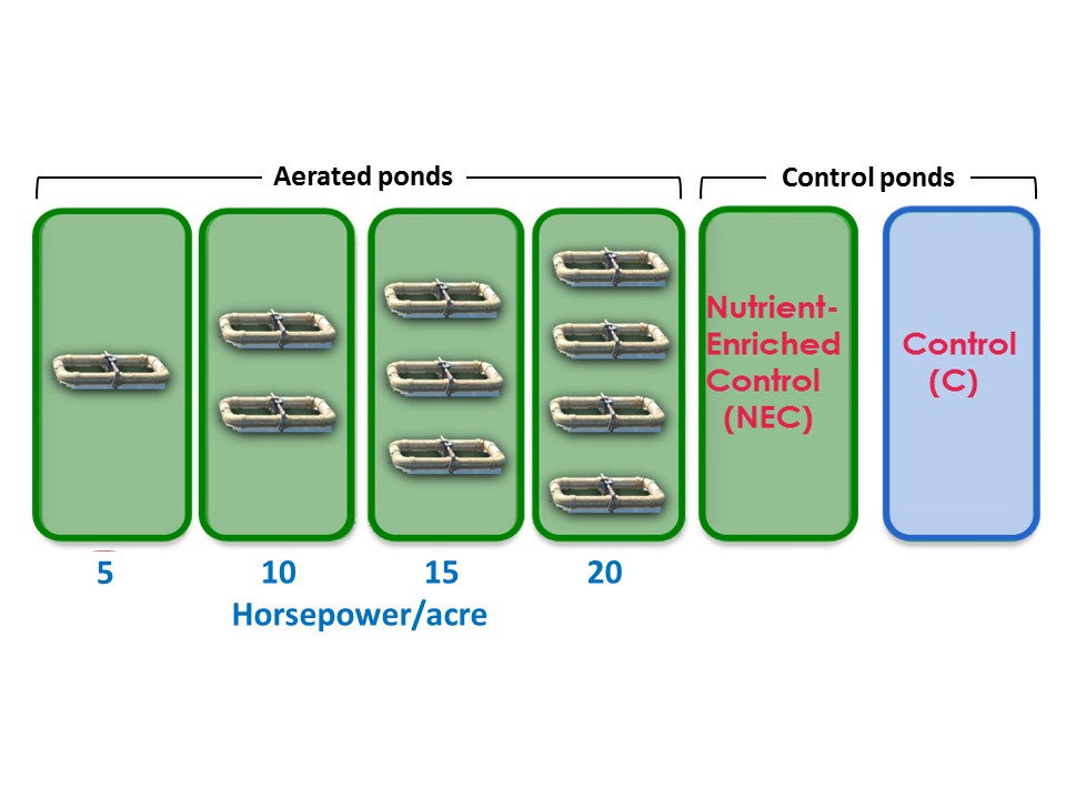 Fig. 1: Diagrama que muestra el diseño del estudio.