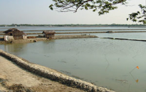 Shrimp farm quality management in Bangladesh