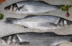 Connecticut ‘urban fish farm’ leans on RAS to produce branzino
