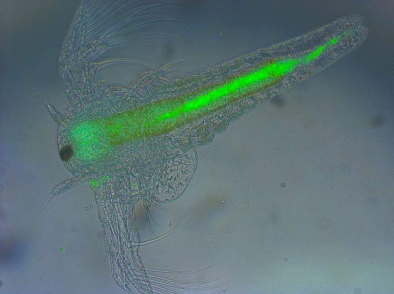 Article image for La investigación profundiza en el enriquecimiento de alimento vivo para peces larvas