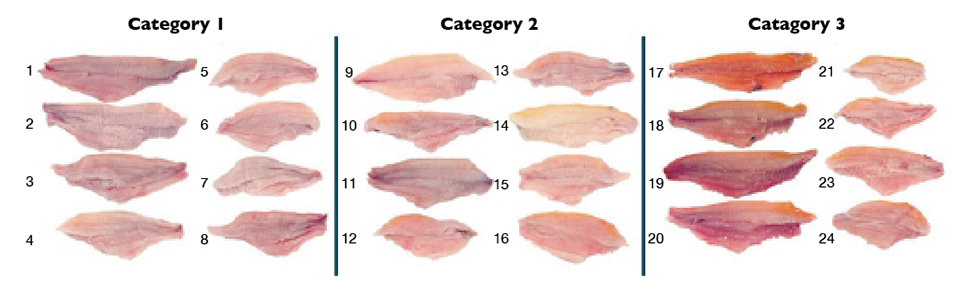 Pond production practices linked to yellow coloration in catfish